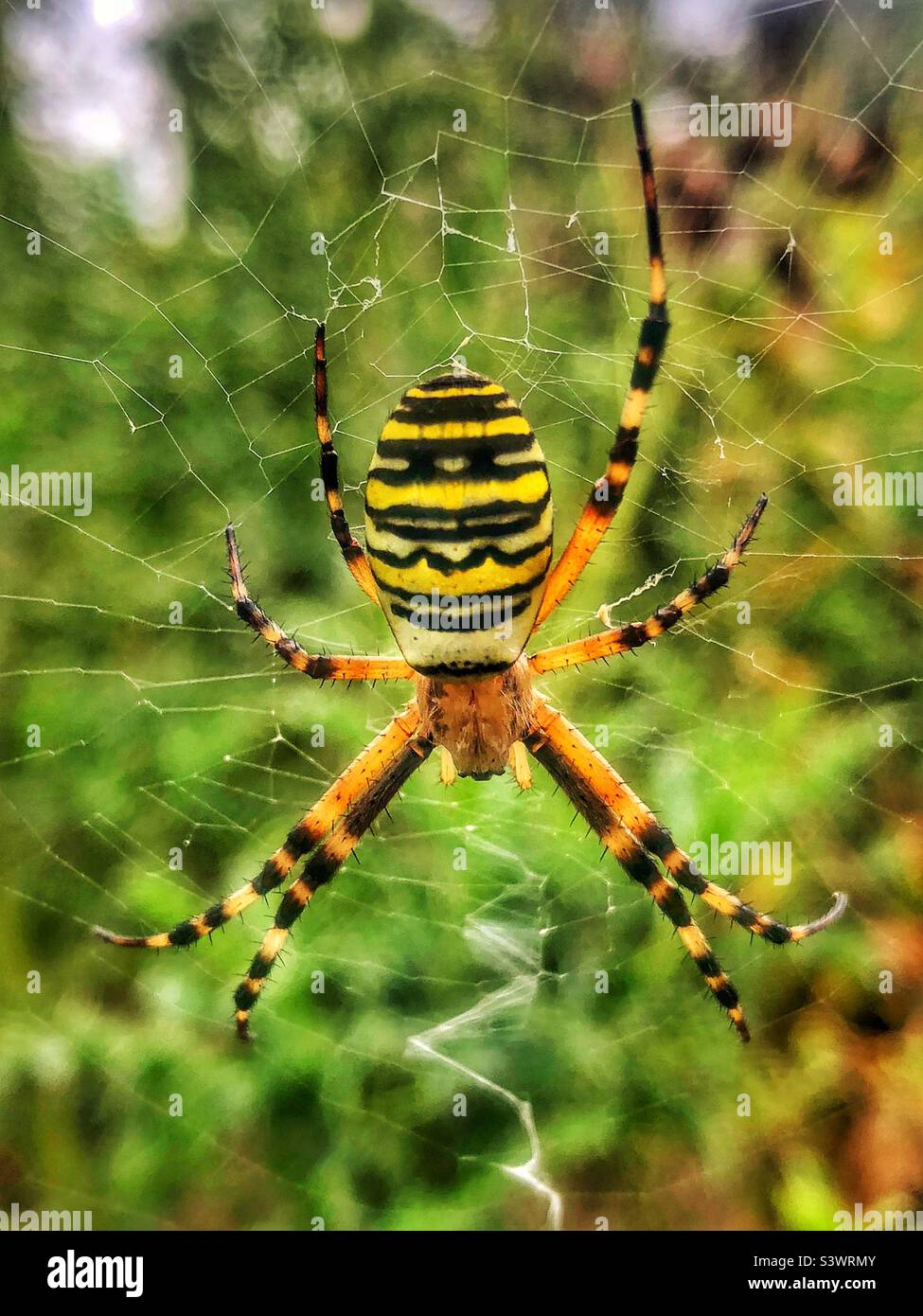Wespenspinne (Argiope bruennichi) Weibchen. Ort: The Hub, Eastleigh, Bishopstoke, Hampshire, UK. August 2022. - Smartphone-aufgenommenes Stockfoto