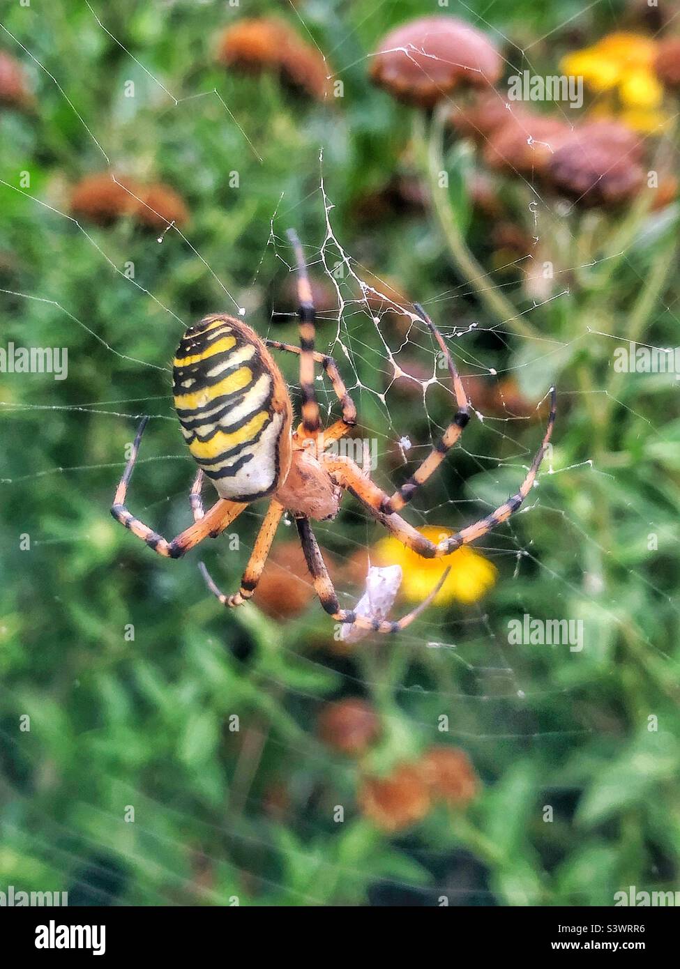 Wespenspinne (Argiope bruennichi) Weibchen. Ort: The Hub, Eastleigh, Bishopstoke, Hampshire, UK. August 2022. - Smartphone-aufgenommenes Stockfoto