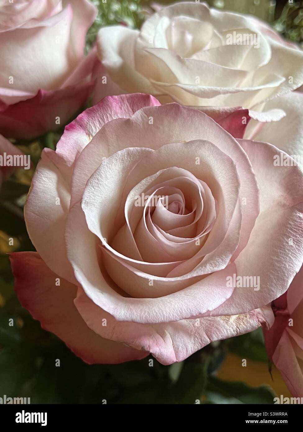 Rosa und cremefarbene Rosen Stockfoto