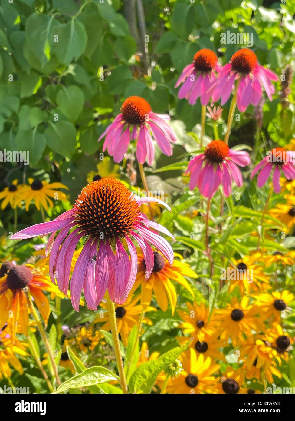 Kegelblumen und schwarze Augen Susans im Sommergarten. Stockfoto