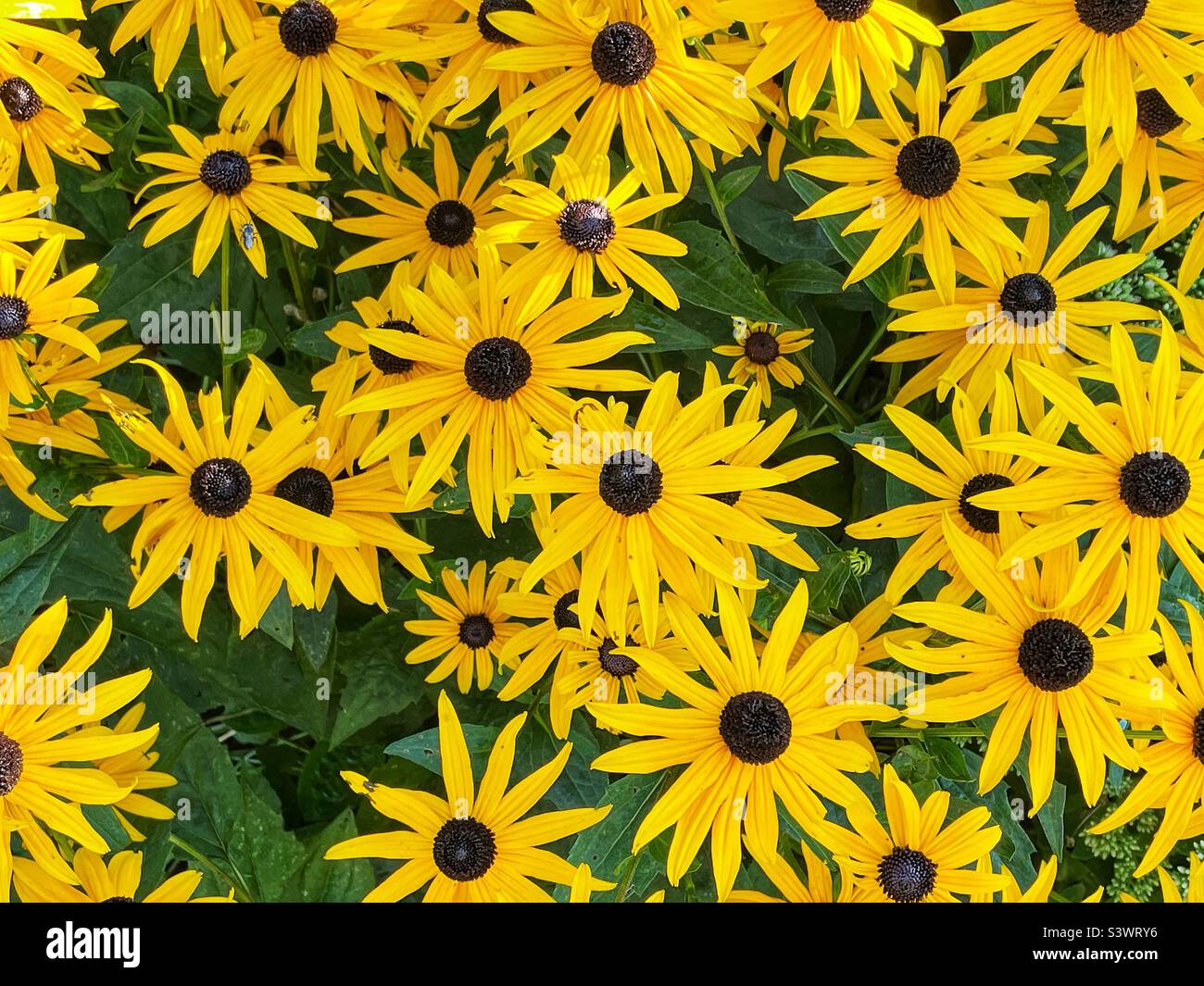 Schwarze Augen susans im Spätsommergarten. - Smartphone-aufgenommenes Stockfoto
