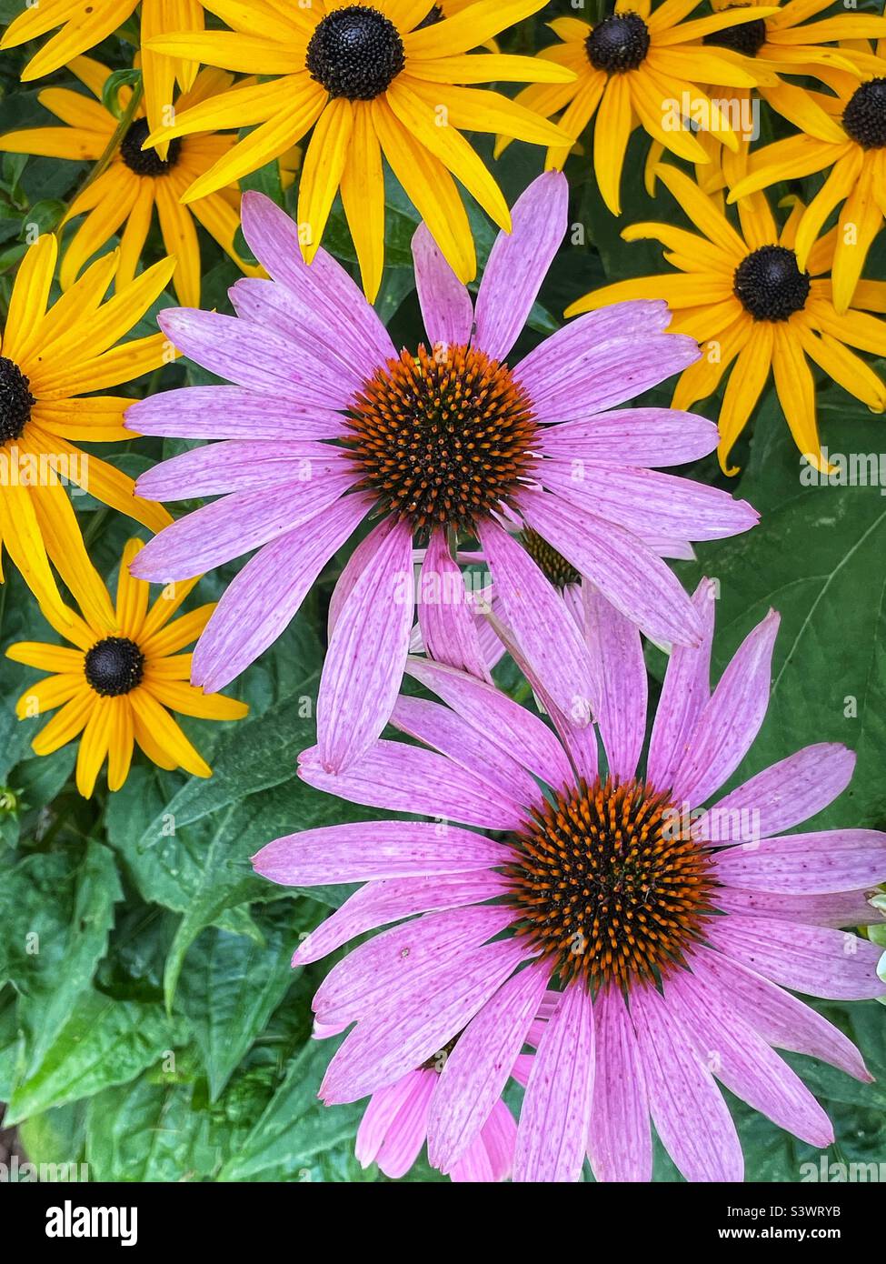 Schwarze Augen susans und Kegelblumen im Spätsommergarten. - Smartphone-aufgenommenes Stockfoto