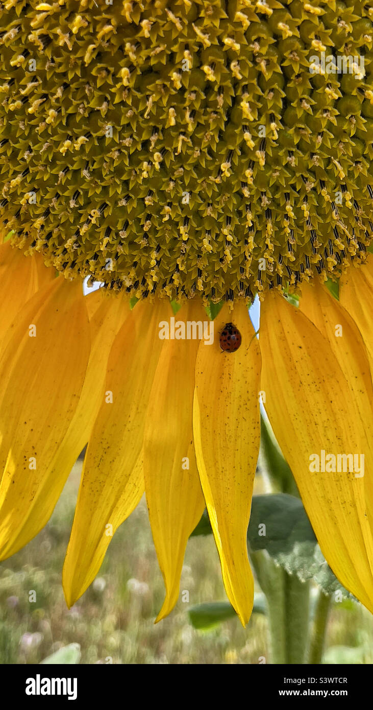 Marienkäfer Marienkäfer auf Blütenblatt der Sonnenblume in den Feldern Detail Stockfoto