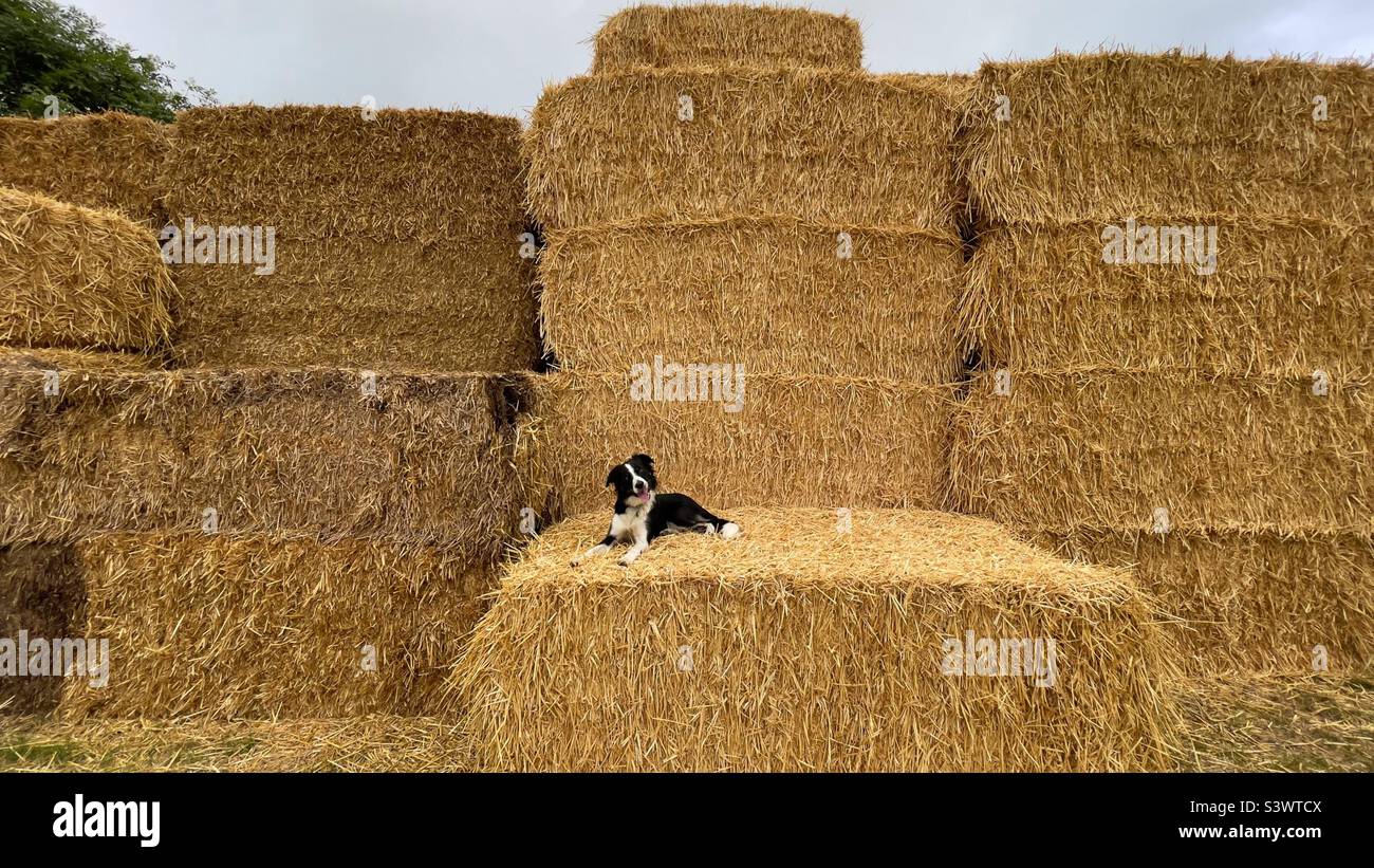 Border Collie Hundewelpe, der auf Heuballen auf dem Feld auf geernteten Feldfrüchten legt - Smartphone-aufgenommenes Stockfoto