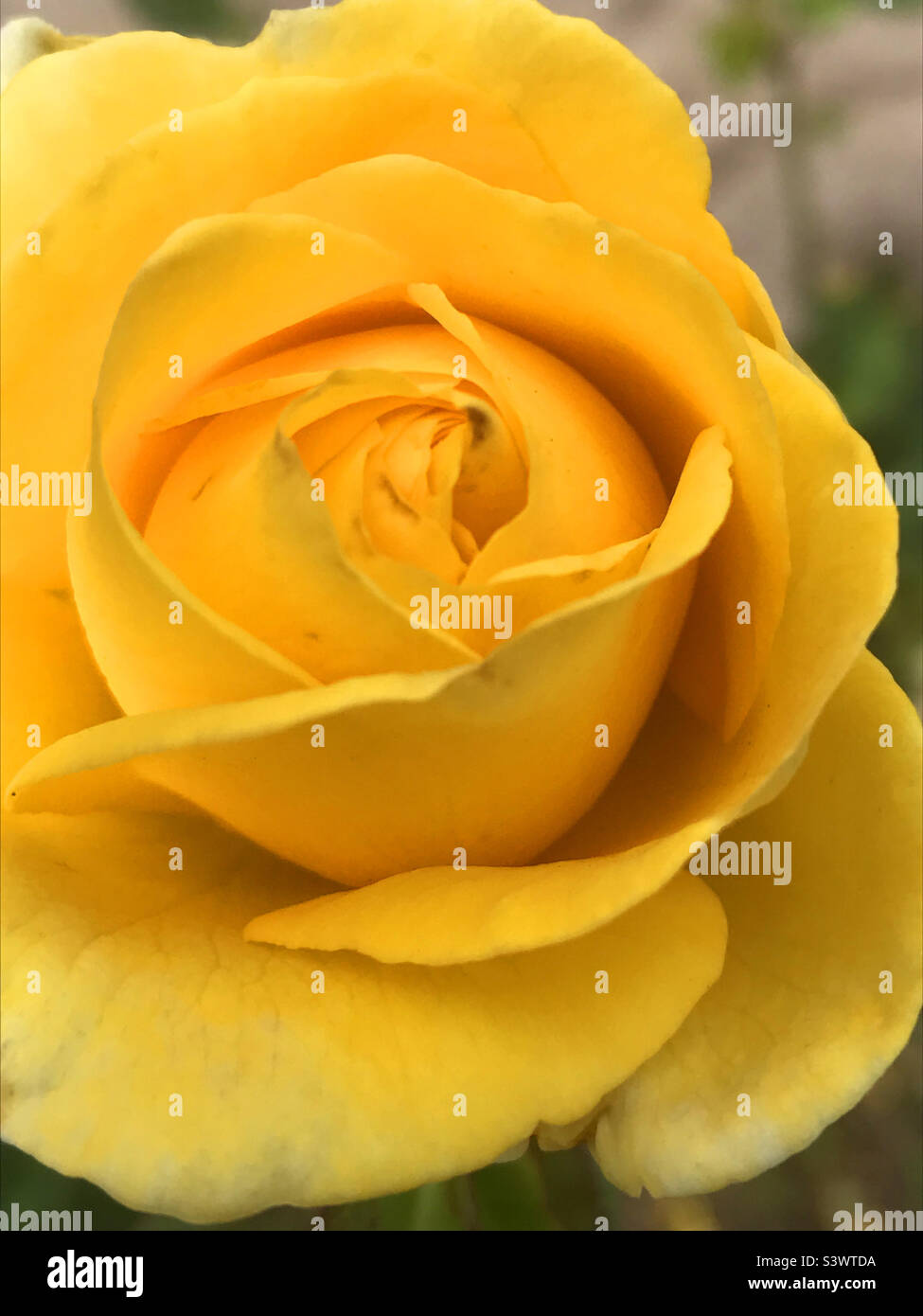Gelbe rose - Smartphone-aufgenommenes Stockfoto