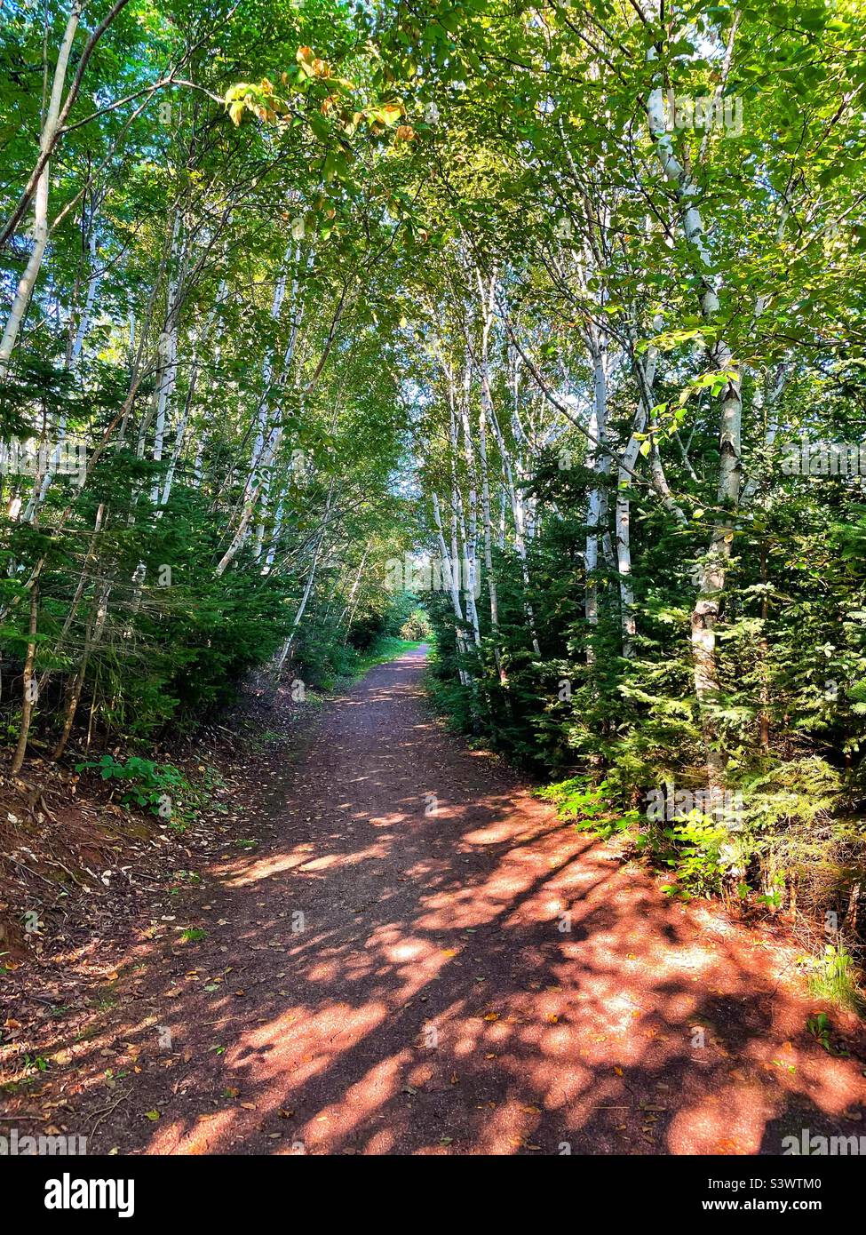 Birken säumen einen Waldweg. Stockfoto