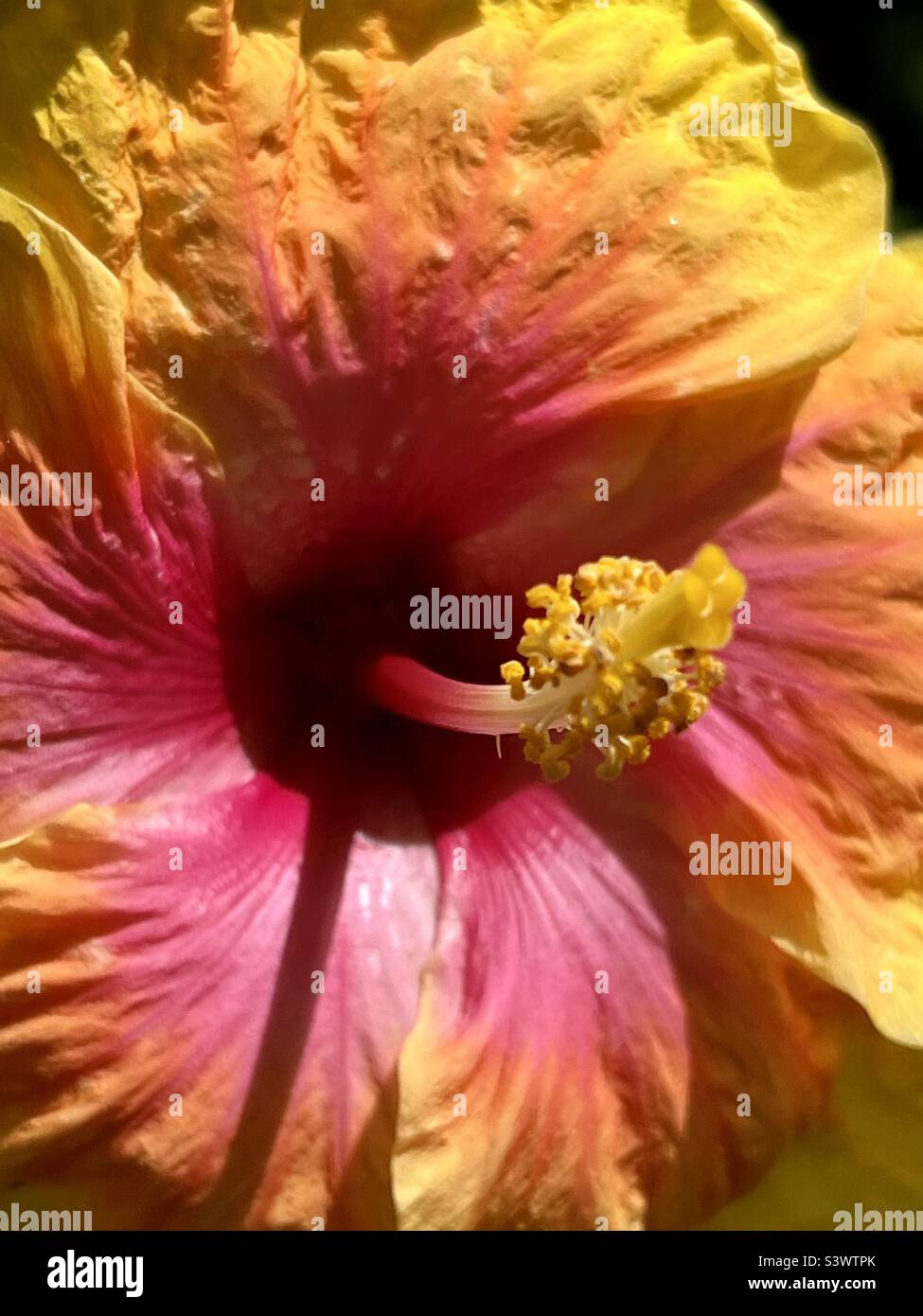 Nahaufnahme von einer Hibiskusblüte - Smartphone-aufgenommenes Stockfoto