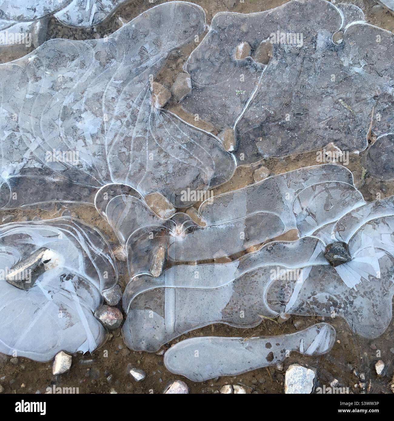 Ein gewundenes Muster aus Kieselsteinen in einer gefrorenen Pfütze Stockfoto