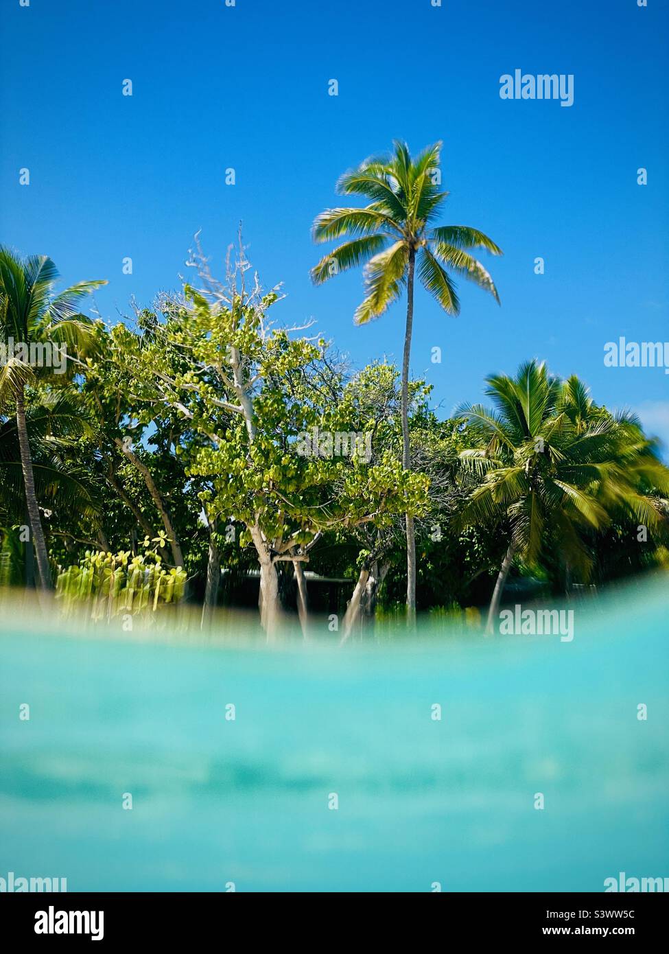 Drüben unter dem Wasser einer Palme. Tavarua Island, Fidschi. Stockfoto