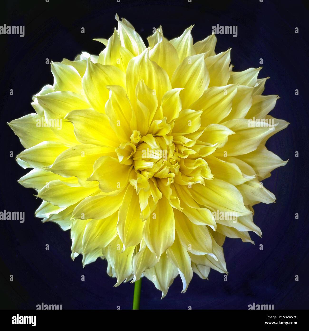 Riesige gelbe Dinerplate Dahlia. Stockfoto