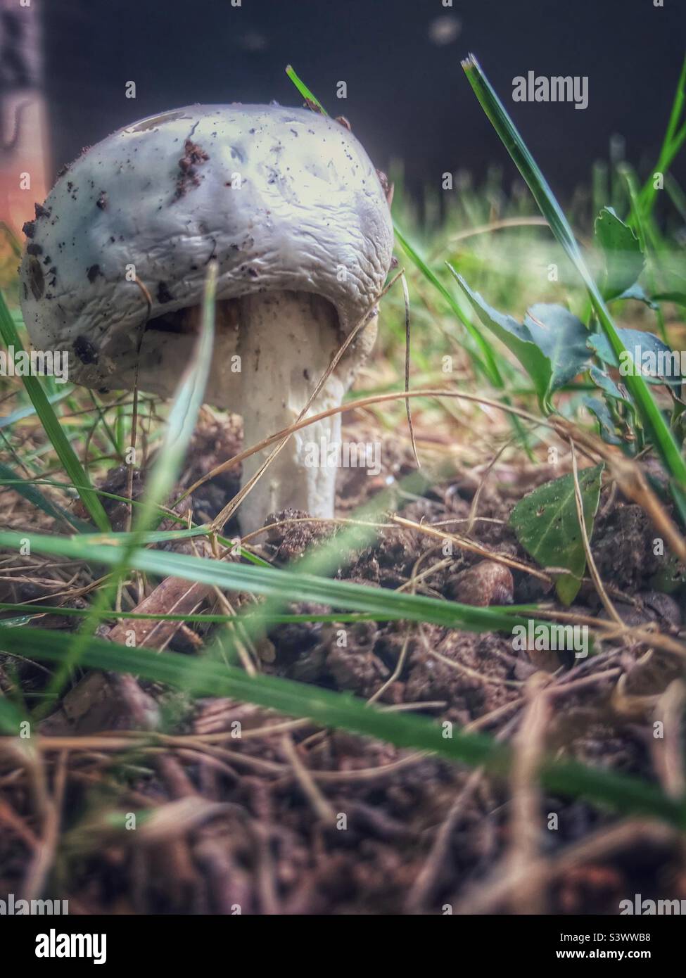 Würgengel Pilz Stockfoto