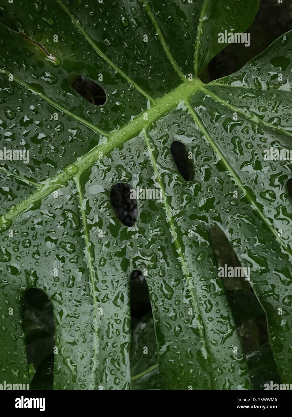 Blatt der Schweizer Käsepflanze mit Wassertröpfchen bedeckt Stockfoto