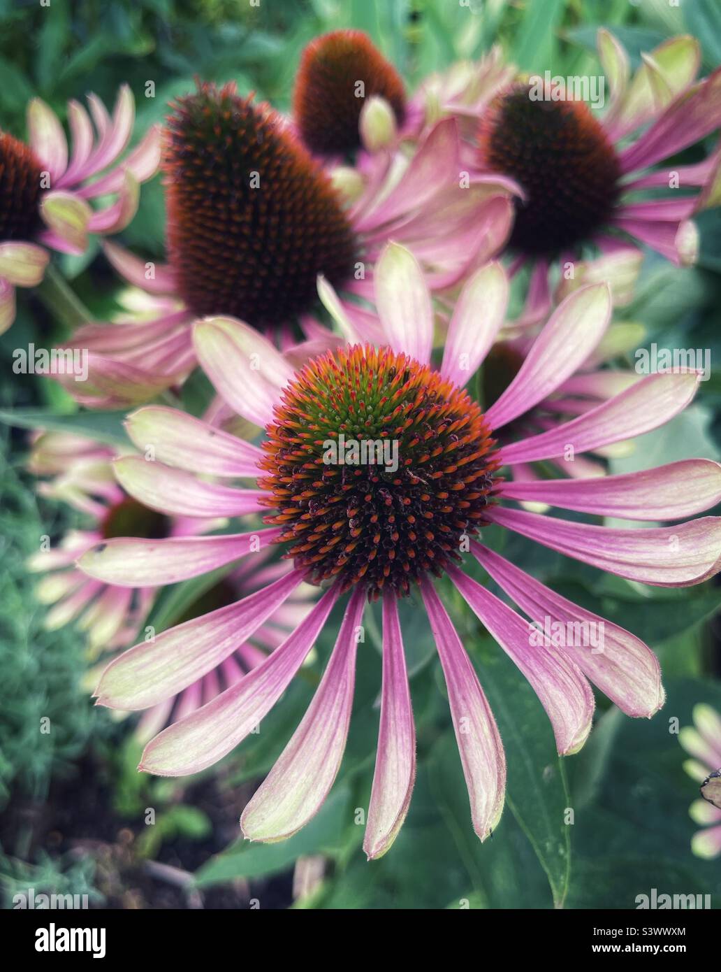 Echinacea im mehrjährigen Garten des Spätsommers. - Smartphone-aufgenommenes Stockfoto