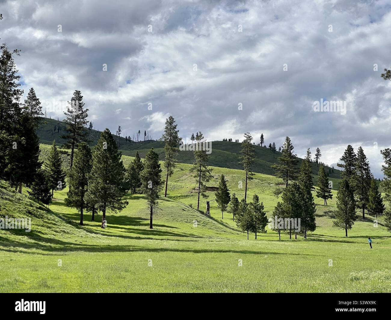 Grasbedeckte Hügel mit Pinien, bewölktem Himmel und einer kleinen, nicht identifizierten Person in der Landschaft, Montana, USA Stockfoto
