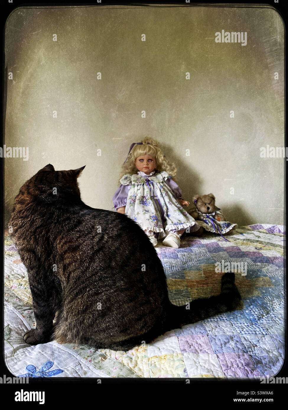 Meine Katze saß auf dem Bett und schaute auf die Puppe meiner Mutter, die ich mit nach Hause genommen hatte - Smartphone-aufgenommenes Stockfoto Meine Katze saß auf dem Bett und schaute auf die Puppe meiner Mutter, die ich mit nach Hause genommen hatte - Smartphone-aufgenommenes Stockfoto