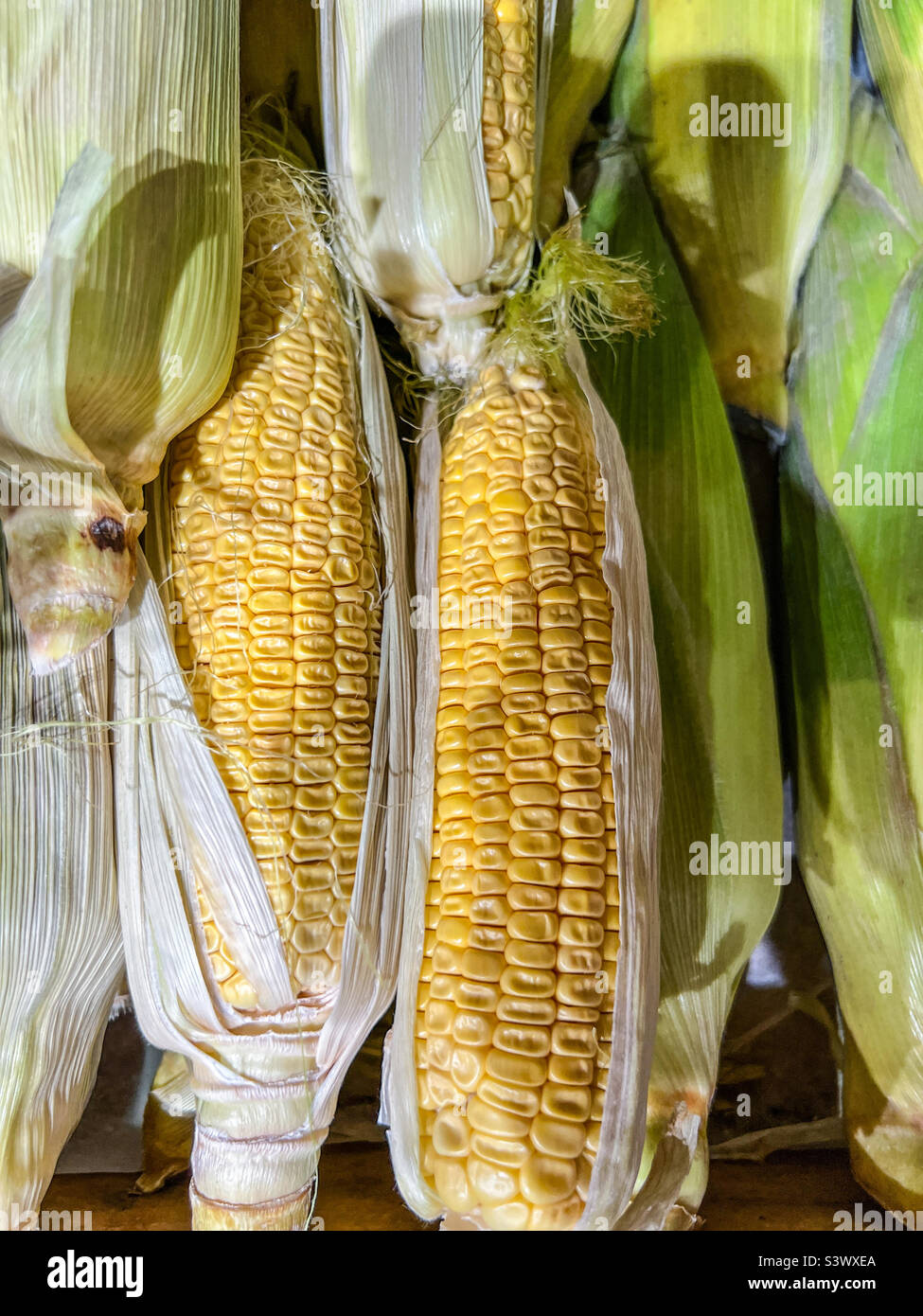 Sweet Corn on the cob Stockfoto