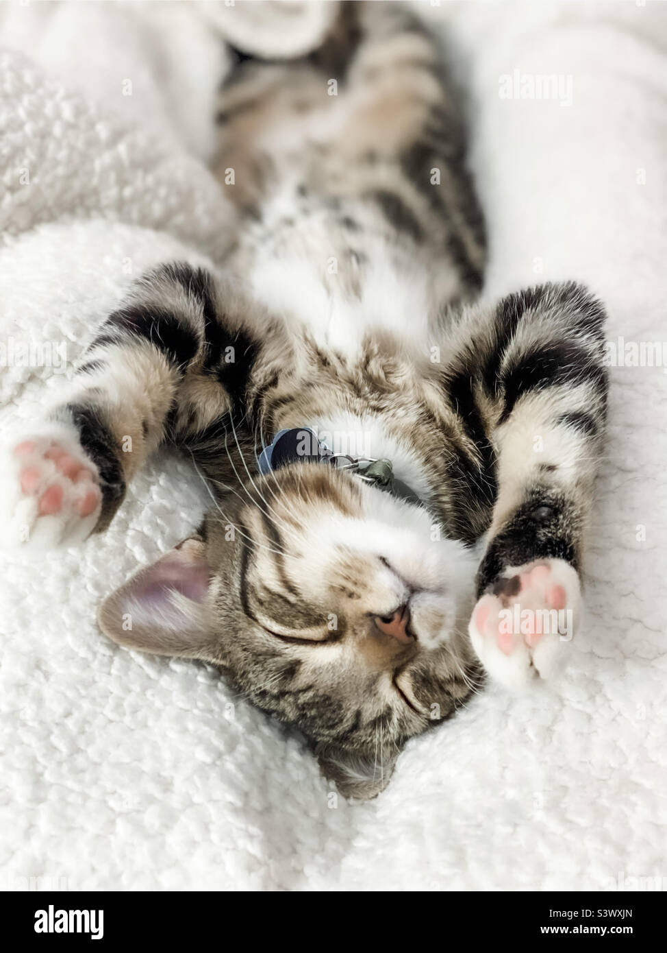 Sleepy kitten Stockfoto
