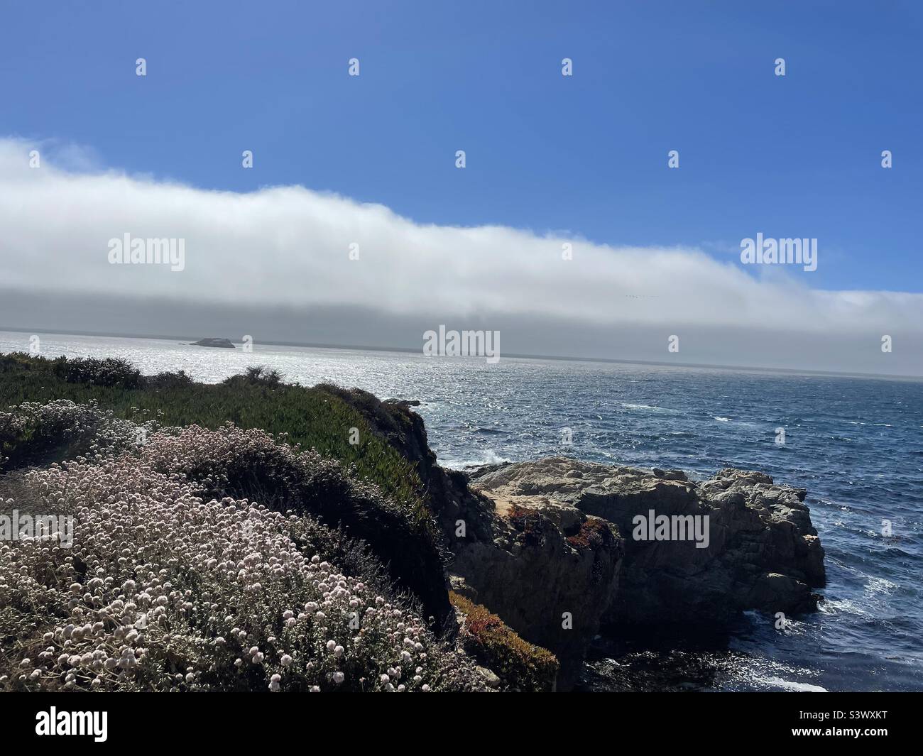 California sea otter refuge -Fotos und -Bildmaterial in hoher Auflösung