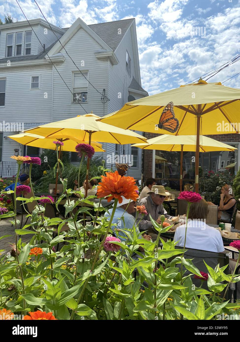 Ein Monarch Schmetterling flitzt an den Gästen vorbei, die im Cafe Sol frühstücken, einem Restaurant in der Küstenstadt Niantic CT, das im August 2022 für seine Speisen, Garten- und glutenfreien Menüs bekannt ist. Stockfoto