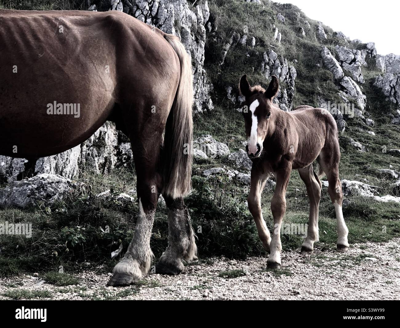 Pferd Pony Mutter Tier kleinen Sohn Schutz aussehen Natur Umwelt gehen in Reihe Stockfoto