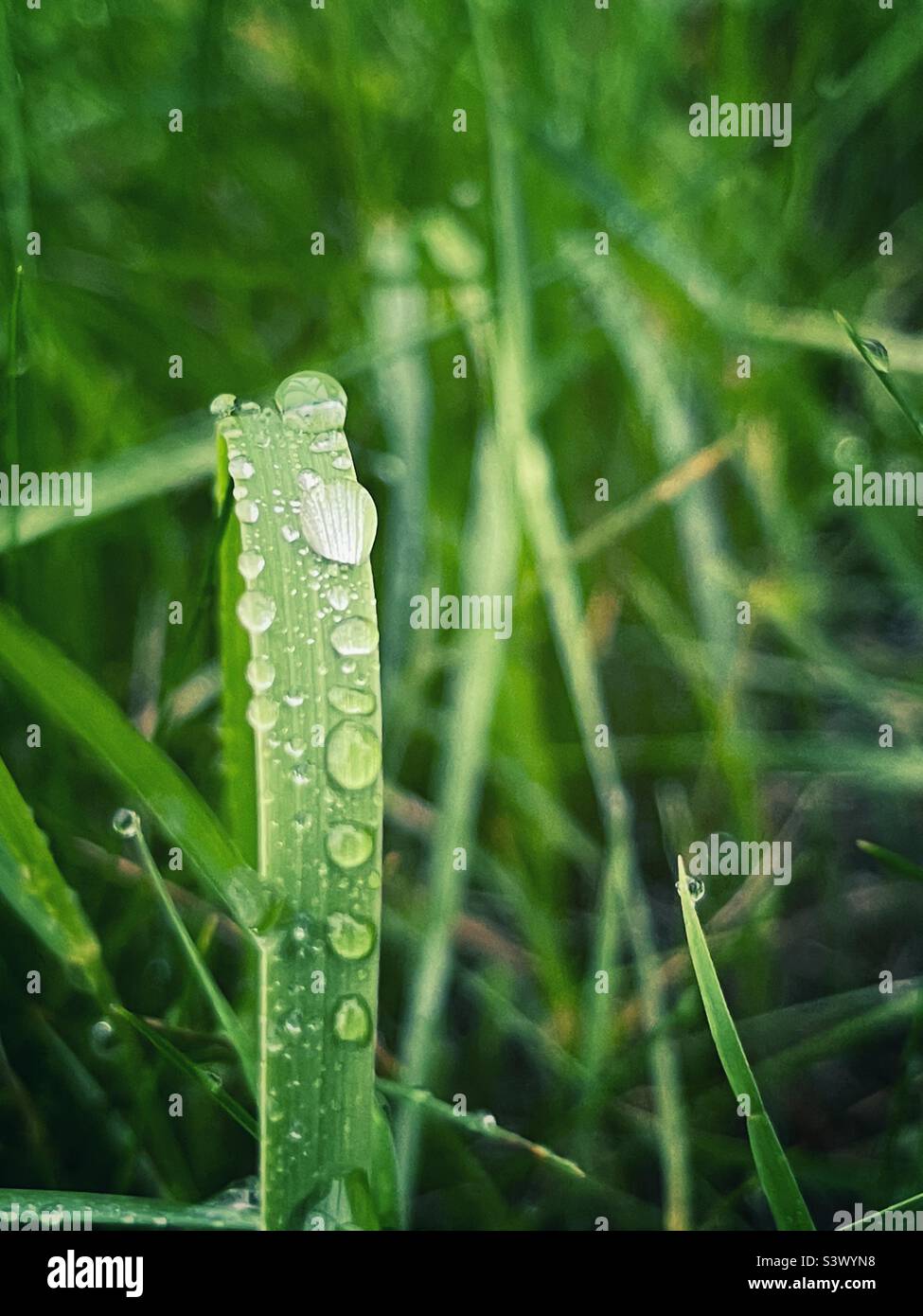 Wassertropfen auf einer Beurlaubung - Smartphone-aufgenommenes Stockfoto
