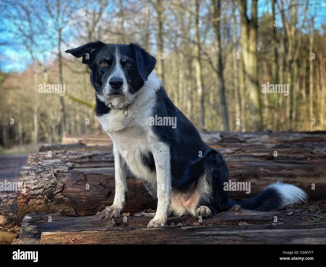 Border Collie Hund sitzt auf Haufen von Baumstämmen in herbstlicher Abendsonne zur goldenen Stunde und Holz schneiden - Smartphone-aufgenommenes Stockfoto