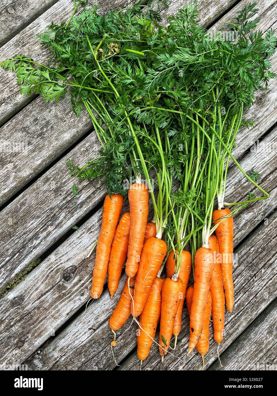 Frisch geerntete Karotten im Garten. - Smartphone-aufgenommenes Stockfoto