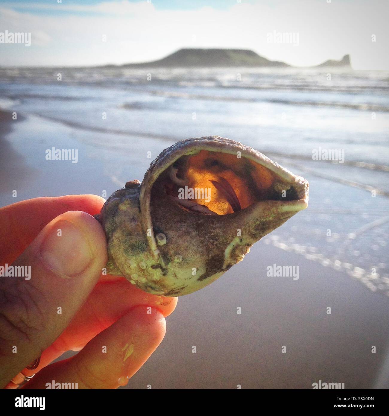 Ein Strandfund eines Einsiedlerkrebs tief in seiner Schale am Strand von Rhossili an der Gower Coast in West Wales Stockfoto