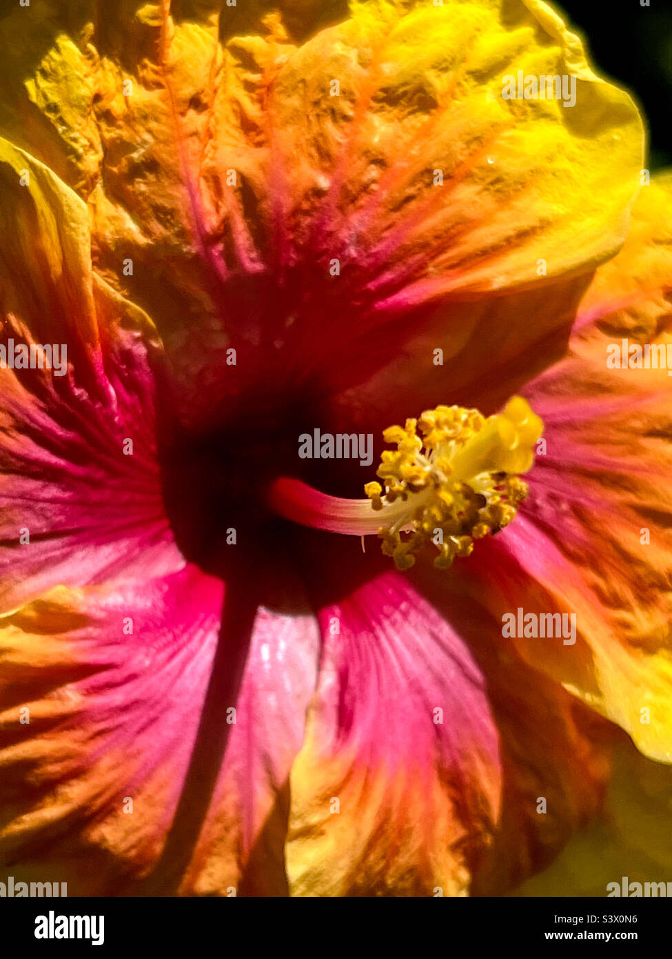 Nahaufnahme von einer Hibiskusblüte Stockfoto