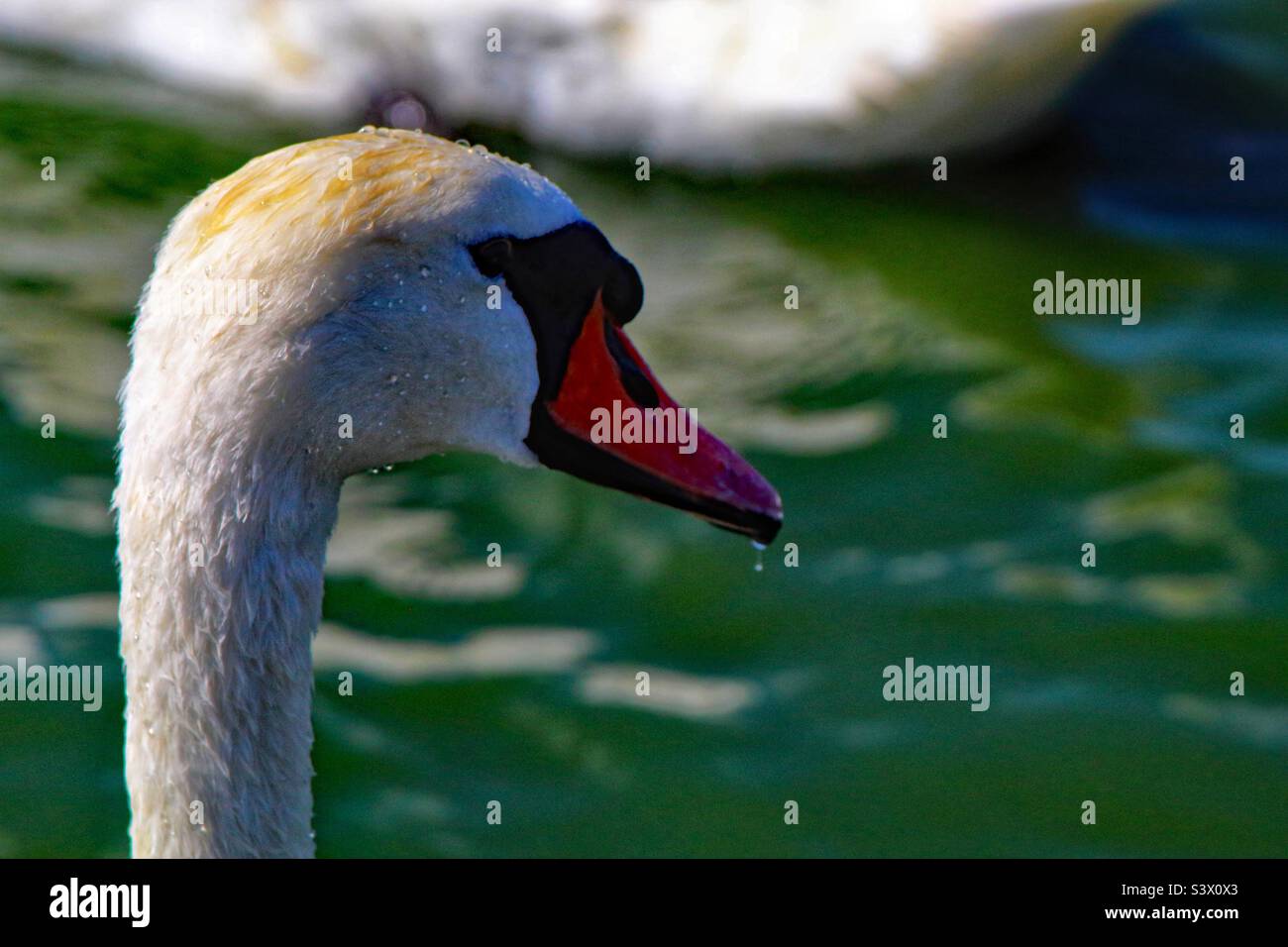 Ein schönes Portraitbild eines weißen Schwans. Dieses Foto wurde an einem warmen Sommernachmittag aufgenommen. Dieser schöne, elegante Vogel sah auf dem ruhigen und ruhigen Wasser beeindruckend aus. Stockfoto