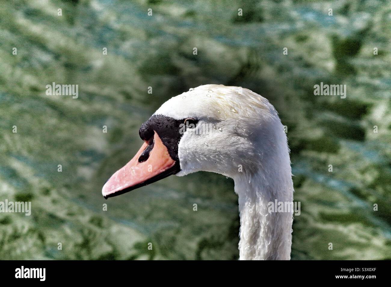 Ein schönes Portraitbild eines weißen Schwans. Dieses Foto wurde an einem warmen Sommernachmittag aufgenommen. Dieser schöne, elegante Vogel sah auf dem ruhigen und ruhigen Wasser beeindruckend aus. Stockfoto