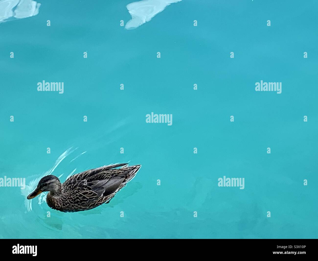 Ente auf türkisfarbenem Wasser Stockfoto