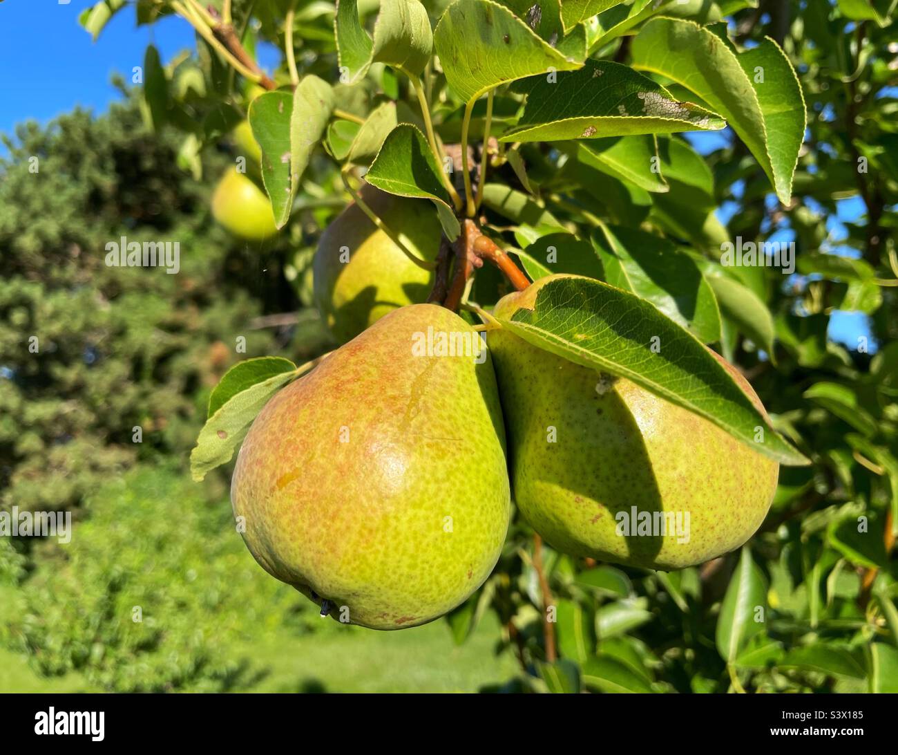 Bartlett Birnen im Obstgarten. Stockfoto