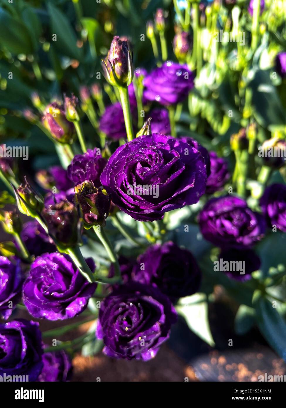 Lisianthus blüht im Spätsommergarten. Stockfoto