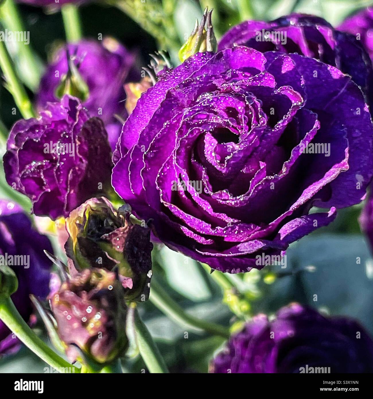 Lisianthus wächst im Spätsommergarten. Stockfoto