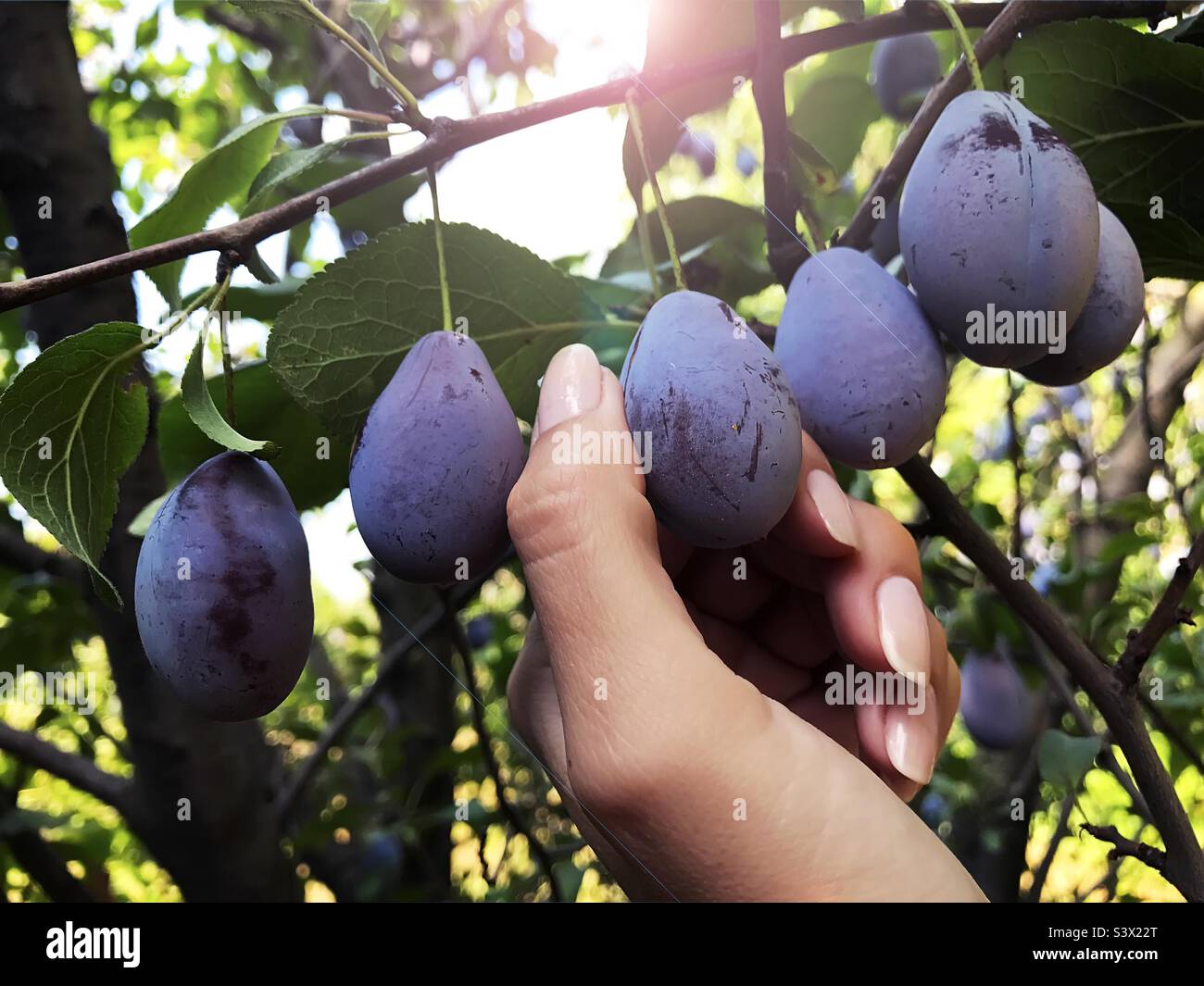 Frische reife Pflaumen aufsammeln - Smartphone-aufgenommenes Stockfoto