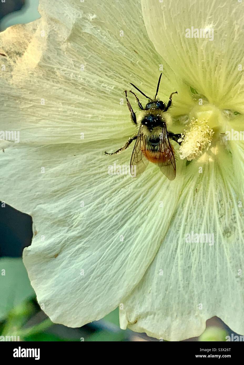 Biene auf einer blassgelben Hollyhockblüte Stockfoto