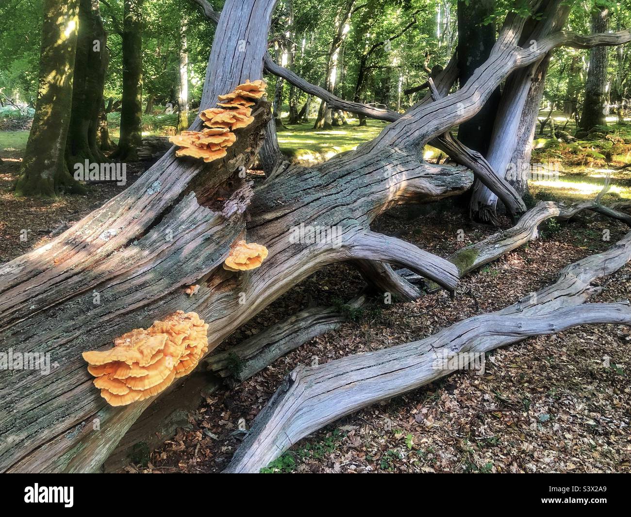 Waldhühner Pilze (Laetiporus sulfureus) wachsen auf gefallenen Bäumen im New Forest National Park, Hampshire, Großbritannien Stockfoto