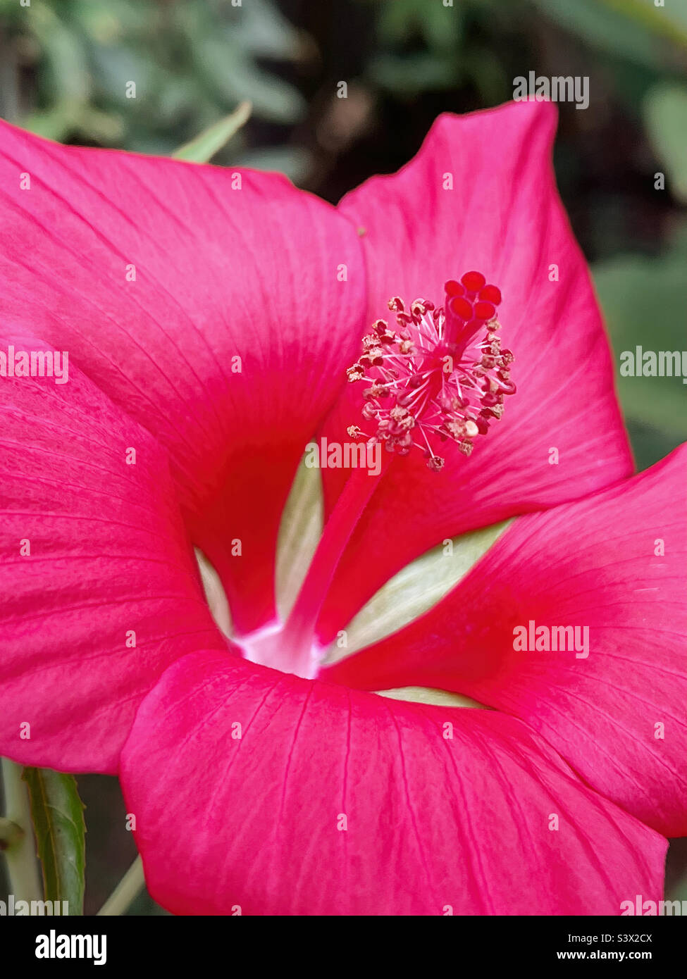 Texas Star Hibiscus Blütenblüte. Stockfoto