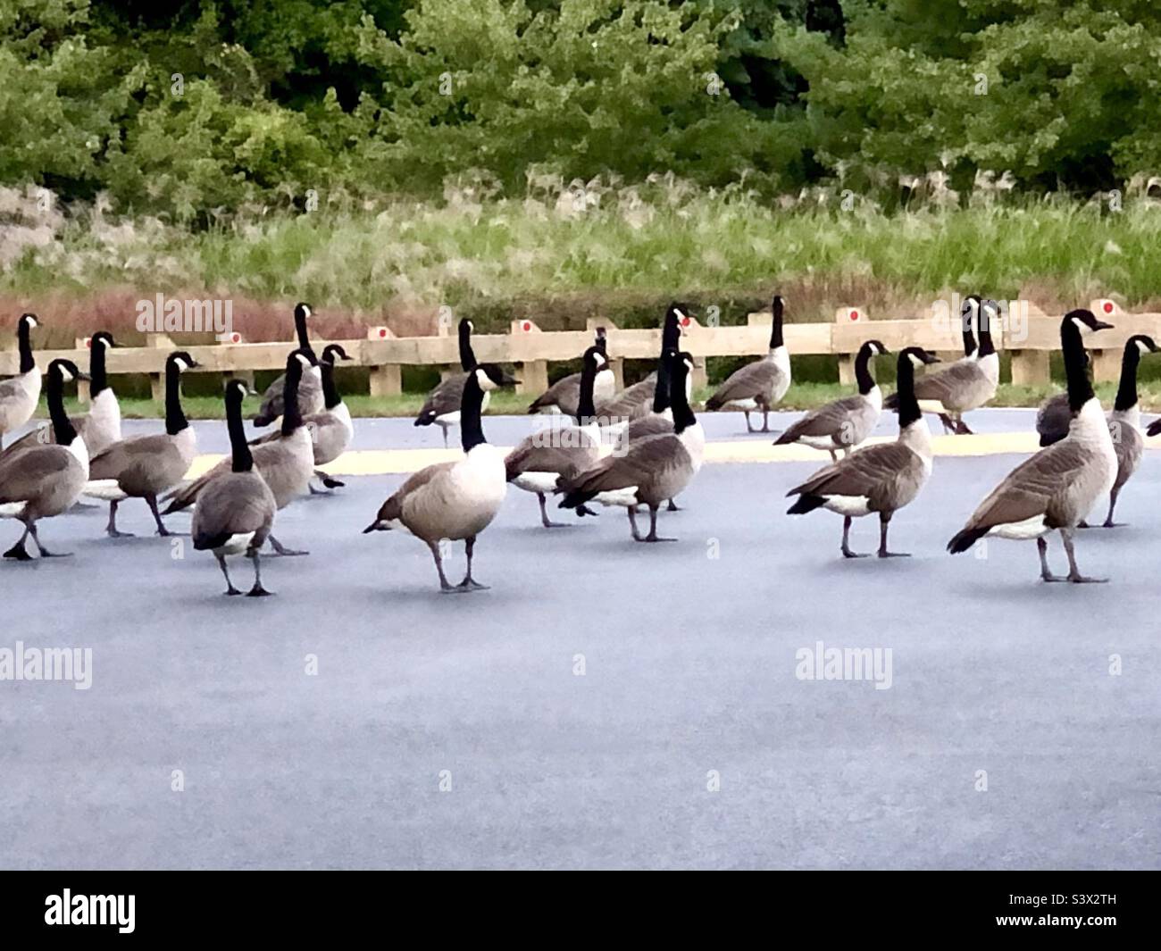 Eine Schar Gänse - Smartphone-aufgenommenes Stockfoto