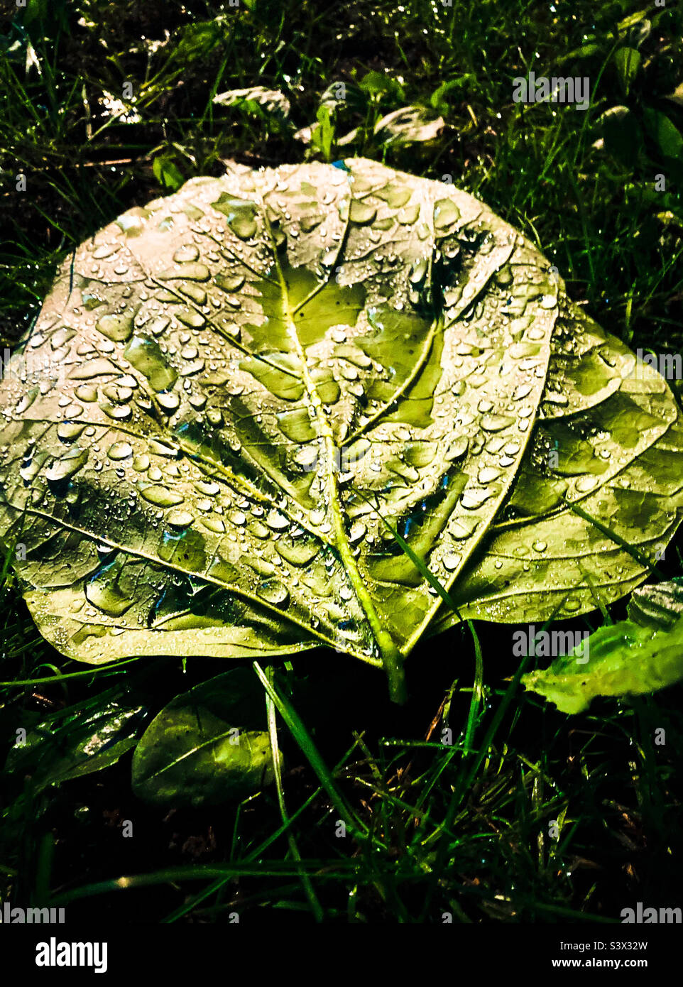 Ein großes grünes Blatt, das mit Morgentau bedeckt ist, tropft. - Smartphone-aufgenommenes Stockfoto
