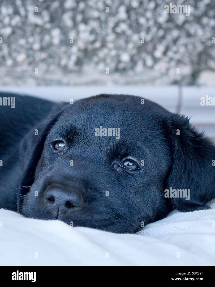 Nahaufnahme eines 8 Wochen alten schwarzen Labrador Welpen. Stockfoto