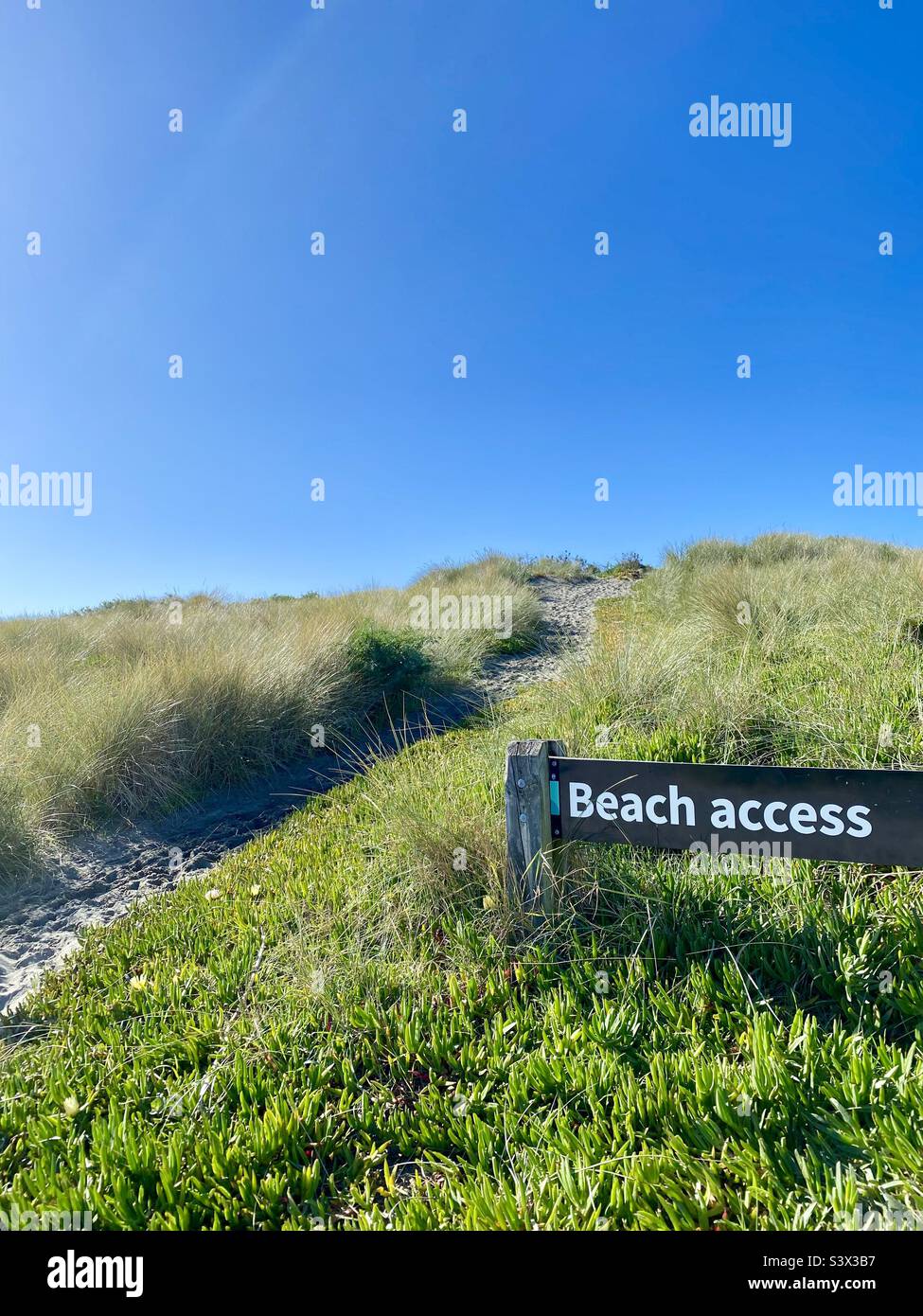 Ein Schild mit dem Zugang zum Strand befindet sich in gelben Eispflanzenblumen an den Küstensanddünen am Waimairi Beach, Christchurch, Neuseeland. Ein Sandweg führt über die Dünen. Blauer Himmel im Hintergrund. Stockfoto