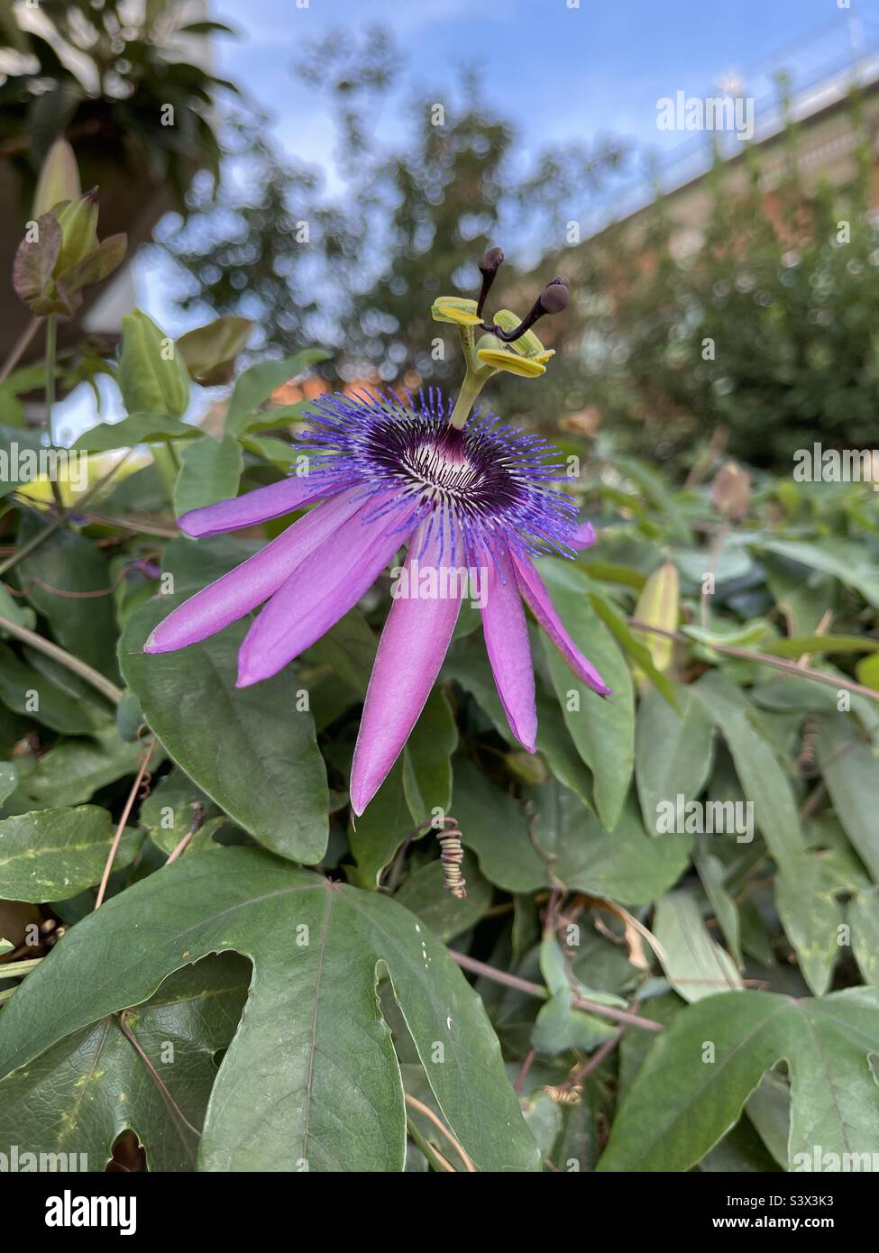 Passionsblume in Italien - Smartphone-aufgenommenes Stockfoto