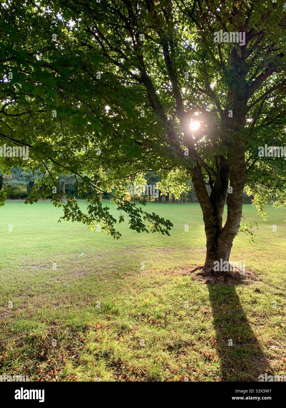 Spätsommersonne scheint durch Bäume. Stockfoto