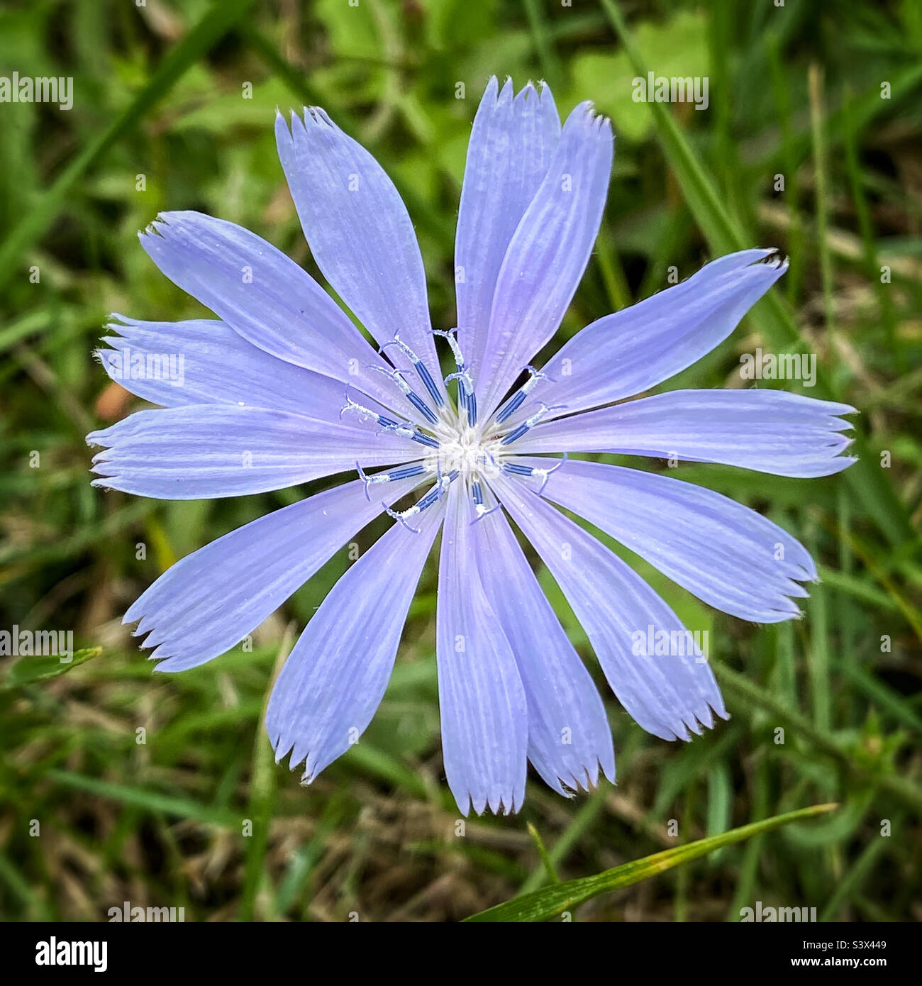 Chicorée wildflower Stockfoto