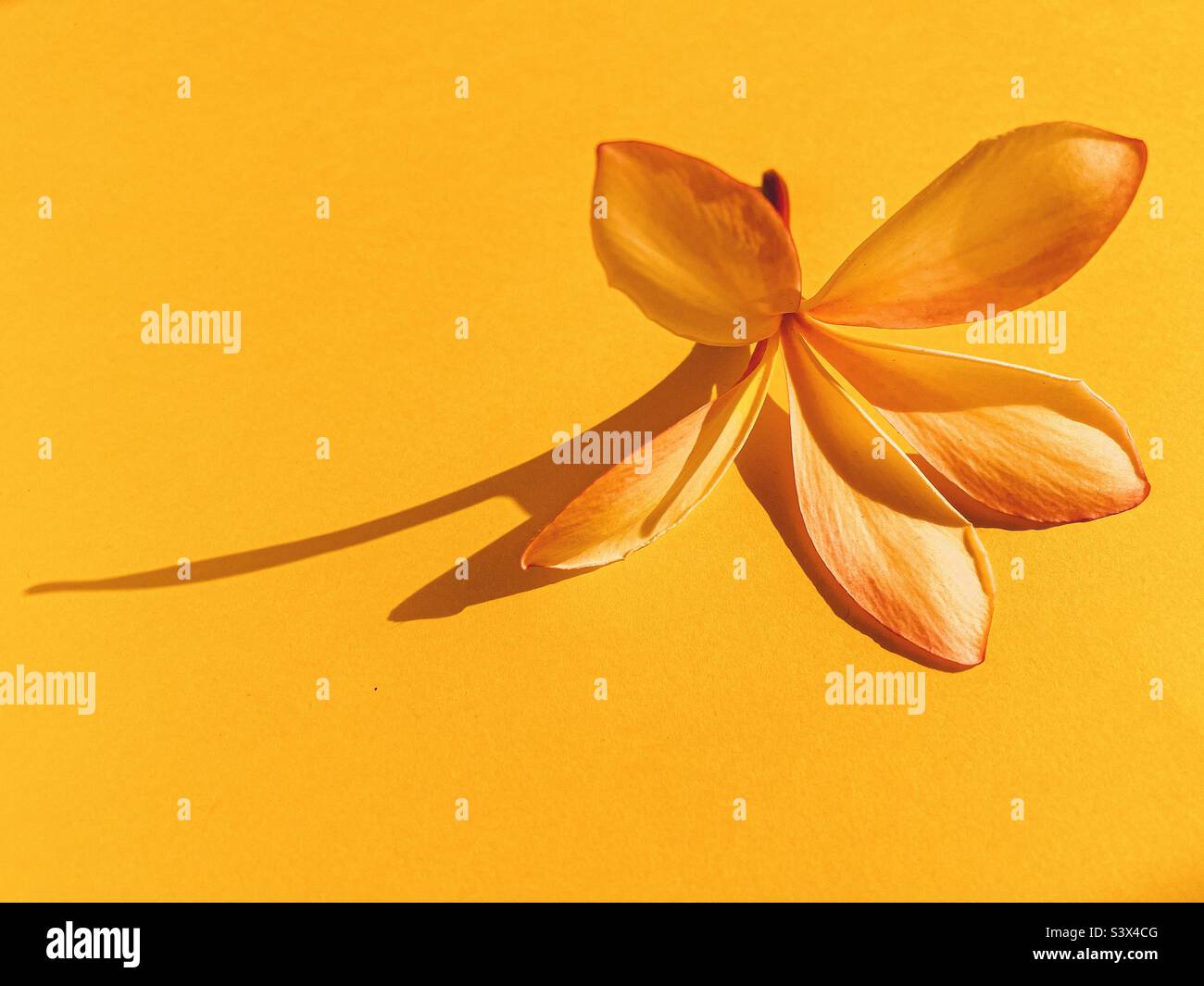 Frangipani Blume auf gelbem Hintergrund in der späten Nachmittagssonne - Smartphone-aufgenommenes Stockfoto
