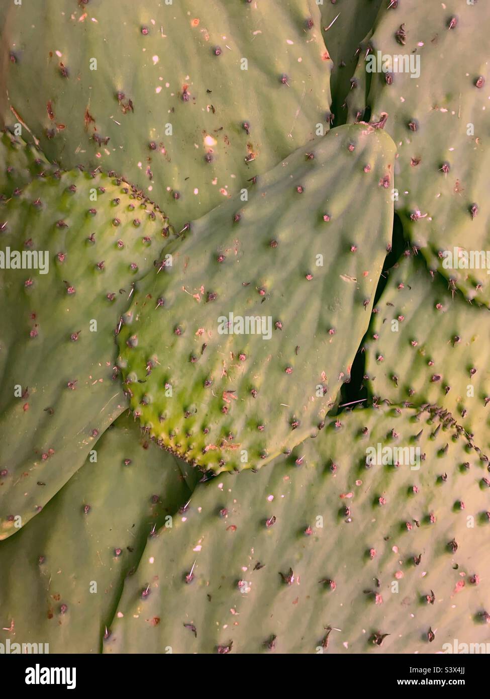 Frische grüne Nopales Kaktusblätter zum Verkauf auf dem Markt. Stockfoto