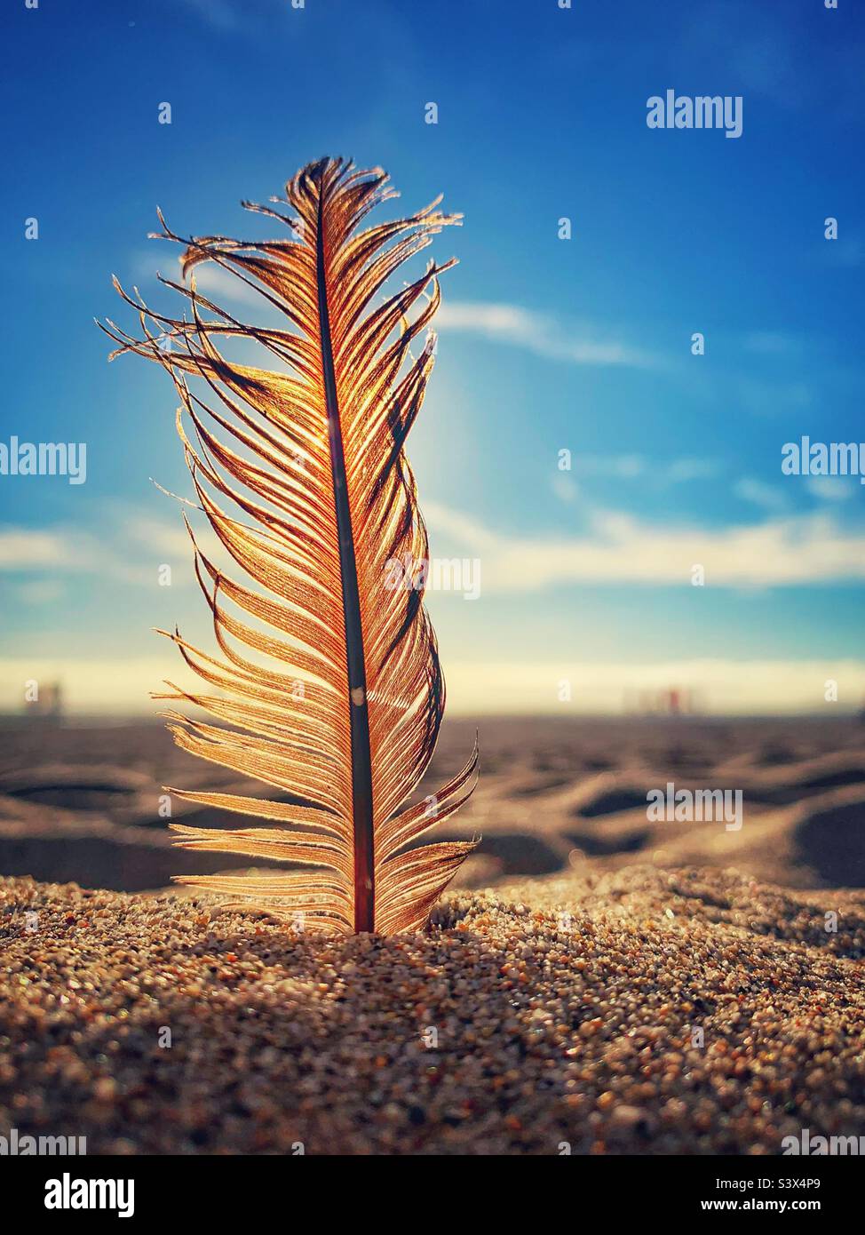 Vogelfeder im Sand Stockfoto