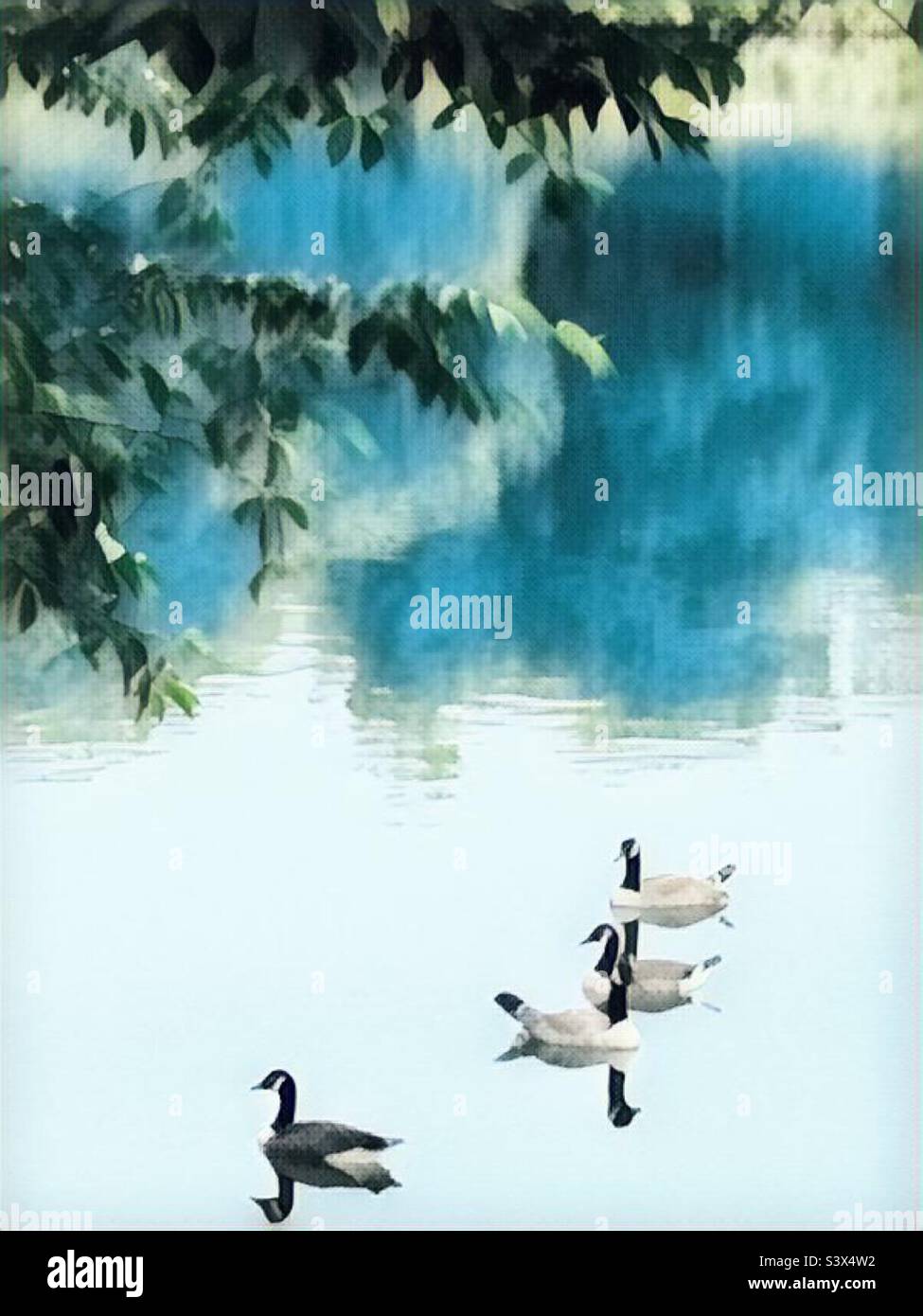 Gänse auf dem See Stockfoto